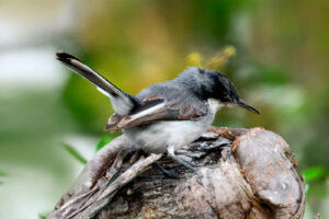 Curruca Tropical